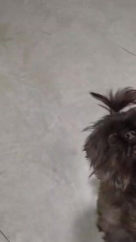 Here is a description of the video:

The video shows a small, gray, shaggy dog with a topknot. The dog is standing on a tile floor. Someone is holding a treat above the dog's head, and the dog is looking up at it. The dog then walks a short distance, turns around and looks at the camera.