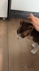 Person pets cat in kitchen in Korolyov, Russia