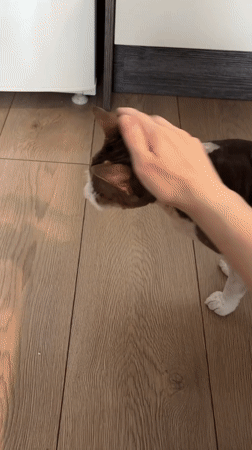 Person pets cat in kitchen in Korolyov, Russia