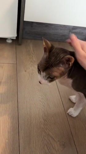 Person pets cat in kitchen in Korolyov, Russia