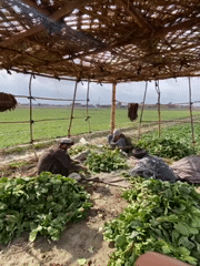 Morning spinach harvest underway across Kandahar agricultural fields