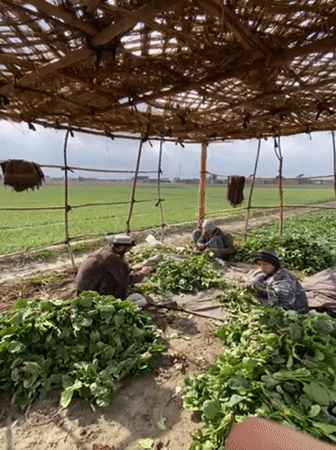 Morning spinach harvest underway across Kandahar agricultural fields