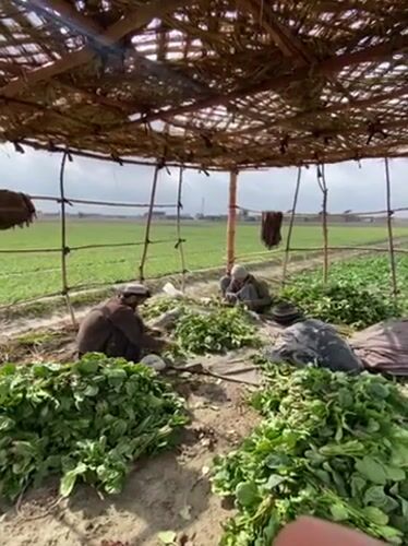 Morning spinach harvest underway across Kandahar agricultural fields