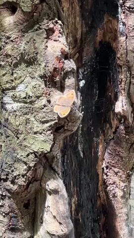 A medium shot focuses on a small brown butterfly with orange markings on its wings resting on the textured bark of a tree. The butterfly is positioned slightly left of center, and its wings are open. The tree bark is rough and appears to be old, with a dark, possibly charred, crevice running vertically to the right of the butterfly. Faint spiderwebs are visible within this crevice. The lighting suggests it is daytime. The video is static, with no movement other than the butterfly's subtle wing adjustments.