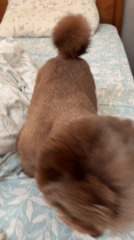 Two dogs chilling on a patterned bed, early morning