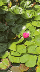 Summer flowers in bloom at a garden in Bardar, Moldova