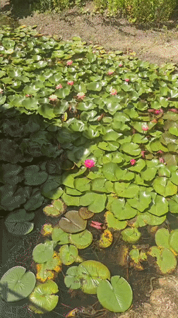 Summer flowers in bloom at a garden in Bardar, Moldova