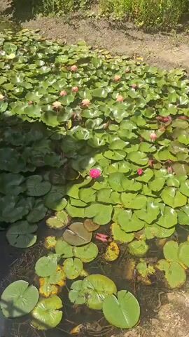 The video is a close-up, overhead shot of a pond filled with lily pads and several water lilies. The lily pads are large and green, some showing signs of age or damage with yellowing or browning edges. There are a few water lilies visible, with at least three distinct flowers. One water lily in the center of the frame is a vibrant pink with a yellow center and is fully bloomed. Other lilies in the background appear to be a lighter pink or possibly white. The water is not clearly visible due to the dense coverage of lily pads. Sunlight is casting shadows on the lily pads and flowers, indicating it is daytime. There are no people or animals visible in the frame. The camera slowly zooms in on the central pink water lily.