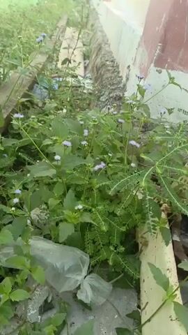 The video shows a close-up, static view of overgrown vegetation, including green leafy plants with small purple flowers, growing along a concrete drainage ditch. Debris, including a clear plastic bag, is visible among the plants. The edge of a painted wall, in shades of white and red, is present on the right side of the frame. The lighting suggests an outdoor, daytime scene. There are no people or discernible actions taking place.