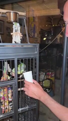 The video shows a person's hand holding a white paper cup towards a bird cage. Inside the cage, a light green bird is perched on a wooden dowel, and appears to be looking at the cup. The cage is dark-colored and contains several colorful bird toys. Behind the cage, there are various objects, including a ladder, a metal feeder, and some graffiti-covered barrels. The lighting suggests it is nighttime or indoors in a dimly lit environment.