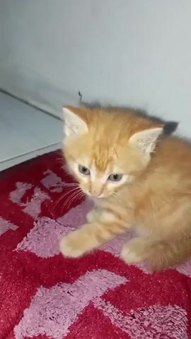 Here's a detailed description of the video:

The video shows a small, orange tabby kitten sitting on a red and pink patterned towel. The kitten has light blue eyes and a fuzzy coat. It's positioned near a white wall with what appears to be a white tile floor visible in the top left corner. The kitten is sitting still, looking around with curiosity. The lighting is somewhat dim, but the kitten is clearly visible. There are no other people or objects in the scene besides the cat, towel and wall/floor.