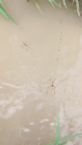 The video shows two water striders on the surface of murky water. The water is likely in a natural setting, possibly a pond or slow-moving stream, given the presence of grass blades at the edges. The water striders are actively moving across the surface, leaving small ripples. One water strider is closer to the center of the frame and appears to be moving in a circular path, while the other is further up and to the left, also moving across the water. Several tiny dark spots, possibly eggs or larvae, are visible in a trail behind the central water strider. The water has a light brown, opaque quality, suggesting it may be sediment-rich. The lighting appears to be natural daylight, but the specific time of day and weather conditions are not discernible from the footage. There is no visible text in the video. The overall scene is one of natural aquatic life, with the water striders showcasing their unique ability to walk on water.