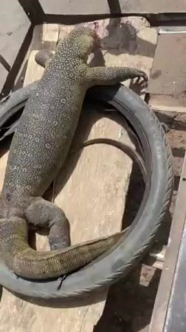 Here is a description of the video:
The video shows a large lizard lying on top of an old tire, which is placed on wooden planks. The lizard is a mottled gray and yellow color, with a long tail. The lizard appears to be still, with its limbs outstretched. The scene is outdoors, with bright sunlight and shadows visible.