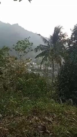 The video captures a view from a densely vegetated hillside looking down on a small village nestled in a valley. The foreground is filled with lush green foliage, including bushes, leaves, and fallen debris on the ground. To the right, a palm tree sways gently in the wind. In the middle ground, the village appears with several buildings visible among the trees. The background features a misty, mountainous landscape, with the peaks shrouded in a hazy atmosphere. The lighting suggests it is daytime, possibly early morning or late afternoon due to the soft, diffused light. There are no people or obvious signs of activity depicted in the video. The overall impression is one of a serene, natural landscape with a small human settlement integrated within it.