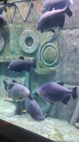 The video shows several large, dark-colored fish swimming in an aquarium. The fish have a rounded body shape and prominent eyes. The background of the aquarium features a textured wall with circular carvings. The water is clear and slightly murky.  The fish are moving slowly and appear to be interacting with each other.