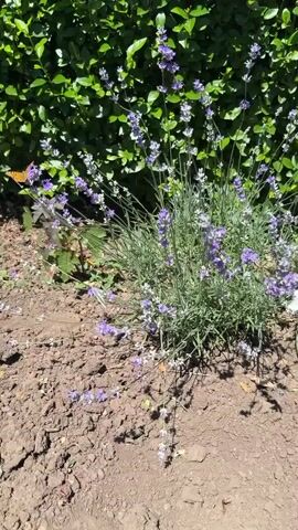 This media file captures a close-up view of a lavender bush in bloom, set against a backdrop of dense green foliage, likely a hedge. The scene is bathed in bright sunlight, suggesting a clear day. The ground in the foreground is composed of dark, dry soil, with several fallen lavender florets scattered across it.

The primary subjects are the lavender plants themselves, with their characteristic purple flower spikes. Several butterflies are also visible, adding movement and life to the scene. One prominent butterfly with orange and black markings is perched on a lavender stem towards the left of the frame. Another white butterfly is also present, closer to the center of the bush. A third orange butterfly is visible further back on the lavender. The presence of these butterflies indicates a garden or natural setting where pollinators are active, likely during warmer weather. The sunlight creates distinct shadows on the ground, further emphasizing the time of day as being during daylight hours. There is no visible text in this media file. The overall impression is one of a peaceful, natural scene in a garden setting. The location is noted as Lazarovo, Bulgaria.