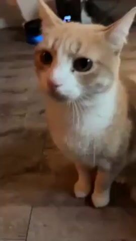 Here is a description of the video.
The video shows a person petting an orange and white cat. The cat is standing on a wood-look floor. The person pets the cat's head and then down its back toward its tail. The cat turns and walks away as it is being petted. The video is shot indoors and there is a piece of furniture in the background.
