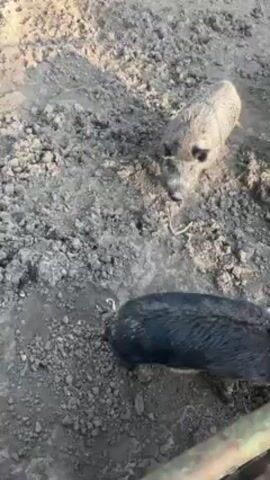 The video shows a group of young feral pigs or boars in a muddy pen. There are about five or six pigs, most of which are dark gray or black in color, while one is lighter, almost sandy brown. They are rooting around in the dirt, which is wet and clumpy. The pen is enclosed by a fence and some debris, including what looks like concrete blocks and a metal barrel, is scattered around. The sun is shining and the lighting is good.