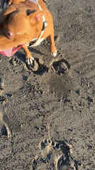 Dog enjoys sunny morning at Kuta beach