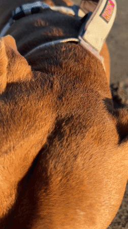 Dog enjoys sunny morning at Kuta beach