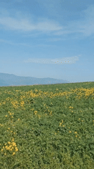 Spring wildflowers bloom in mountain valley fields