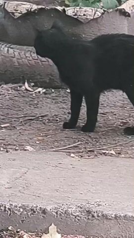 A black cat walks across dirt. A white and gray cat sits on an asphalt road near a car.