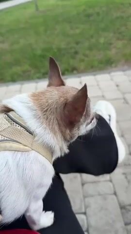 A close-up shot shows a small chihuahua dog with tan and white fur wearing a light-colored harness. The dog is resting on the lap of a person wearing black pants and white sneakers, with their legs crossed. The scene takes place outdoors on a paved pathway with a grassy area in the background. The dog is facing left and appears to be sniffing the person's leg. The video captures the dog's movements and interaction with the person's leg.