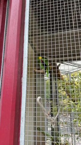 A green parrot with a yellow head sits on a perch in an enclosure. The enclosure is made of metal mesh and has a red structure on the left side. A rope toy hangs in the foreground.