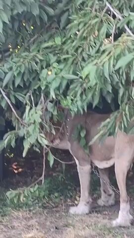 A light brown horse stands partially obscured by the leaves of a tree with small yellow fruits. The horse is tethered by a metal chain around its neck, which is also attached to another chain running along the ground. The horse's hooves appear to be white. In the background, a dark tire is visible, suggesting the presence of a vehicle. The ground is covered with dry grass and leaves. The overall scene appears to be outdoors.