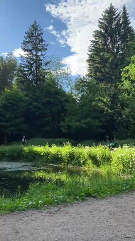 This vertical video captures a serene natural scene in Pargolovo, Russia. The time of day appears to be late afternoon or early evening, with the sun casting long shadows and illuminating the lush greenery. The weather is pleasant, with a clear blue sky dotted with fluffy white clouds.

The foreground features a dusty path, transitioning into a vibrant green meadow brimming with tall grass and wildflowers. To the left, a tranquil body of water, possibly a pond or slow-moving stream, reflects the surrounding foliage and the sky. On the far side of the water, a dense forest of mature trees, including towering evergreens and deciduous trees, forms a verdant backdrop.

Two individuals are visible in the distance. On the left side of the water, a person in white is walking along the water's edge. On the right side of the meadow, two figures in green are gathered, possibly enjoying a picnic or engaging in some outdoor activity. Their presence suggests a leisurely, peaceful atmosphere.

The overall mood is one of tranquility and natural beauty, inviting viewers to imagine a relaxing day spent outdoors. The scene is devoid of any visible text.