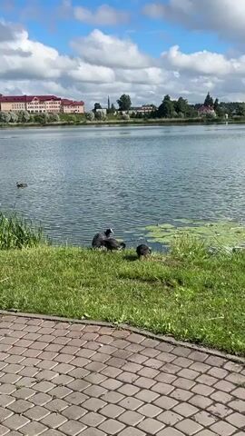 A serene lakeside scene unfolds under a partly cloudy sky. The foreground features a neatly paved cobblestone path, bordered by lush green grass. Beside the water's edge, three dark-colored birds, likely coots, are present. Two of them are partially submerged in the water near the shore, while the third stands on the grassy bank, facing left. The lake itself is calm, with a gentle ripple across its surface, and patches of green aquatic plants dot the water. In the background, across the lake, a town is visible, characterized by buildings with red roofs and a church spire. The overall atmosphere is peaceful and idyllic.