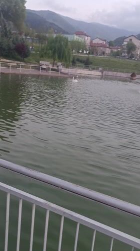 Fountain operates in Petrich lake as swan swims nearby