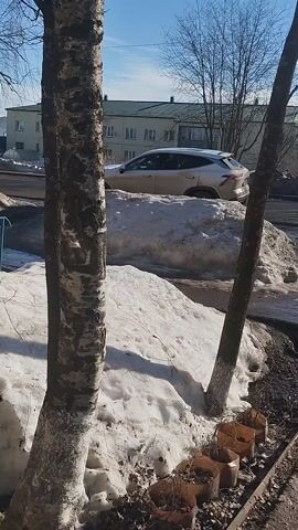 The video shows a street scene during early spring, partially obscured by two birch trees in the foreground. A large pile of snow sits between the viewer and the street.  Behind the snow pile, a light-colored car is parked along the curb. In the background, a multi-story building with light green trim is visible.  A figure is walking on the sidewalk, partially obscured by the car. The sky is blue with scattered clouds. Some small brown paper bags sit at the base of one of the trees. The scene is brightly lit by the sun.