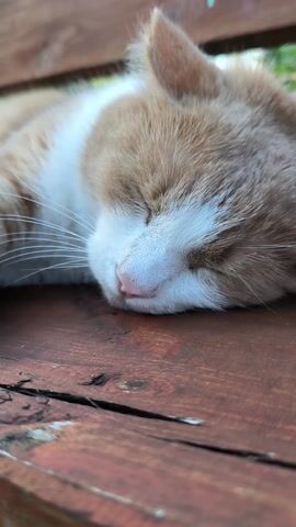 A close-up video captures a ginger and white cat dozing peacefully, nestled against a weathered wooden fence. The cat's eyes are closed, and its head is tilted, resting on the rough texture of the wood. Its whiskers fan out from its snout, and a band of white fur circles its neck. Sunlight, likely from a late afternoon or early morning, illuminates the scene, highlighting the cat's fur and the grain of the wood. The background is softly blurred, hinting at greenery and suggesting an outdoor setting, possibly a garden or backyard in Maiskii, Russia. A hand enters the frame briefly at 00:03, gently stroking the cat's head, eliciting a contented reaction from the sleeping animal. The overall mood is one of tranquility and comfort, emphasizing the peaceful bond between the human and the animal. No visible text is present in the video.