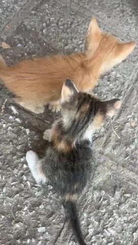 Two kittens are on a concrete surface. One is orange and the other is calico. The orange kitten rolls over, and the calico kitten remains still.