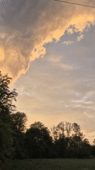 Rural evening walk near Ergolding at sunset with a Shiba Inu
