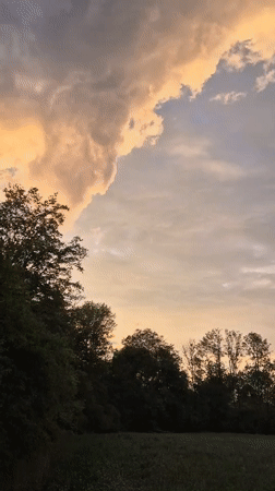 Rural evening walk near Ergolding at sunset with a Shiba Inu