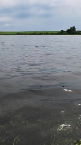 The video shows a body of water under a cloudy sky. In the foreground, the water is shallow and murky, with aquatic plants visible beneath the surface. The surface of the water is rippled, suggesting a light breeze. In the mid-ground, the water is deeper and darker. In the background, a distant shoreline is visible, with a line of green vegetation and a few trees. The sky is mostly overcast with some patches of blue visible.