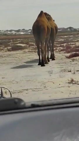 The video shows the rear view of two camels walking away from the camera in a sandy, arid landscape. The camels are brown and appear to be the same species, possibly Bactrian camels given their humps. They are walking in single file on a dirt path. In the background, there are scattered buildings and vegetation. A Mercedes-Benz logo is visible in the foreground, suggesting the video is filmed from inside a car. The lighting indicates it is daytime.