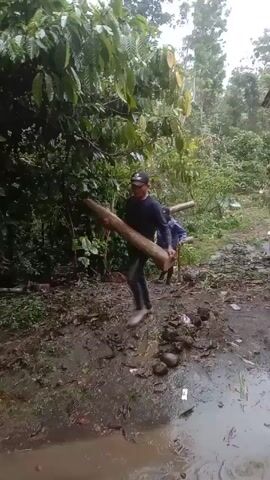 The video shows two men walking through a muddy, wooded area. Both are carrying logs, one holding a long, thick log in his arms and the other carrying a log across his shoulders. The environment appears to be a rural or semi-rural area with dense foliage. The ground is saturated with water, indicating recent rain or a consistently damp environment.