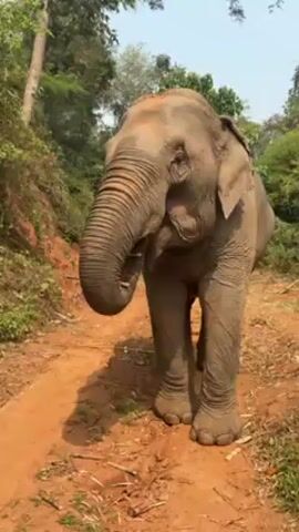 An elephant stands on a dirt path surrounded by dense green foliage. The elephant is facing the camera. It has a red patch on its head, and its trunk is curled up near its mouth. The path is reddish-brown, contrasting with the green trees and plants. The sky is visible through the trees and appears bright and clear. Someone is speaking in the background.