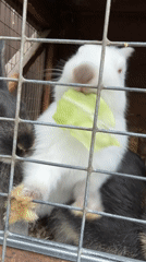 Rabbits fed in cages, pedestrians cross street in Krasnoyarsk