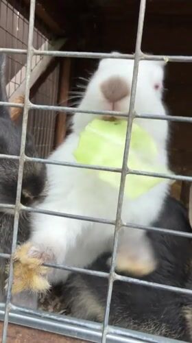 Rabbits fed in cages, pedestrians cross street in Krasnoyarsk