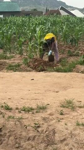 This video shows a man working in a cornfield in Jawu, Nigeria. The man, dressed in a yellow t-shirt and striped pants, is bent over and appears to be tending to a corn plant, possibly watering or fertilizing it, as he has a bag or container in his hands. He is positioned amidst rows of tall, green corn stalks.

The setting is rural, with a dusty path in the foreground and more of the cornfield stretching into the background. Behind the cornfield, there are structures that appear to be houses, one with a green roof and another under construction with brick walls. In the distance, a large hill or mountain is visible, suggesting a landscape with natural elevation.

The lighting suggests it is daytime, likely overcast or late afternoon given the soft shadows. The overall impression is of agricultural work in a semi-urban or peri-urban environment. There is no visible text in the video. The activity is focused on the man's manual labor in the field.