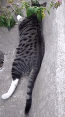 Cats, chickens, and garden flowers on a slow afternoon in rural Ukraine