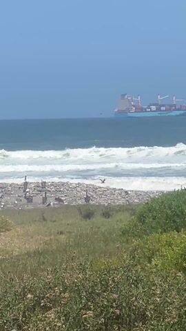 The video shows a beach scene with a flock of birds and a large ship in the distance. The beach is covered in pebbles and a patch of green vegetation can be seen in the foreground. The birds, identified as pelicans and vultures, are seen resting and moving around on the beach. The ocean has moderate waves. A large cargo ship can be seen on the horizon under a clear blue sky.