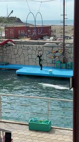 A person dressed in a black wetsuit with yellow and blue accents stands on a blue platform next to a pool of water. They are holding two objects, one blue and one yellow, and appear to be interacting with a white marine animal in the water. The platform is next to a decorative wall with a red octopus sculpture attached. In the background, there are red shipping containers, a body of water, and a light-colored building. The sky is clear.