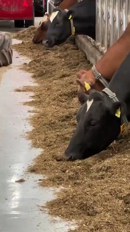 The video shows a close-up view of several cows eating from a trough filled with feed. The cows are inside a barn or farm building, indicated by the concrete floor and metal railing. Their heads are lowered as they are actively consuming the feed. Some of the cows are black and white (Holstein breed), while others appear to be brown. Each cow has a yellow tag in its ear, likely for identification. The feed appears to be a granular or chopped material. The lighting suggests an indoor environment, possibly artificial. The camera is positioned at a low angle, focusing on the cows' heads and the feed.