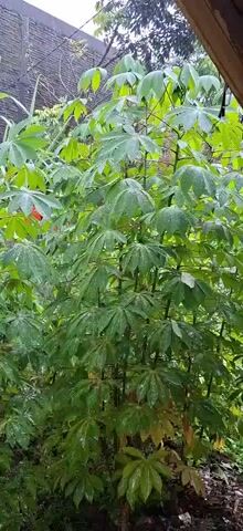 The video shows a tall, green, leafy plant outside in what appears to be a rainy environment. The plant's leaves are covered in water droplets. The plant is in a garden or yard setting. A fence or wall is visible in the background. The overall impression is a natural, outdoor scene during or after rainfall.