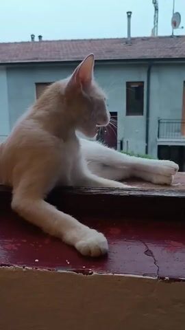 The video shows a light-colored cat with some darker markings on its tail lying on a weathered reddish-brown surface, possibly a windowsill. The cat is mostly facing away from the camera and looking to the right. It then stretches its jaw wide open in a yawn, showing its tongue and teeth. After yawning, the cat begins to lick its left front paw. The background consists of a building with red-tiled roofs and light-colored walls, suggesting an outdoor or semi-outdoor setting. The sky appears overcast.